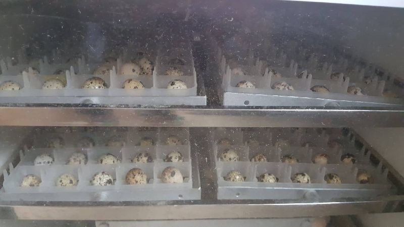 Supplier of Meat & Poultry from Buea, United States by Quail egg production
