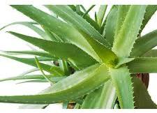 Organic Herbal Aloe Vera Leaves, Packaging Type : Plastic Bag, Pp Bags
