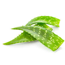 Organic Aloe Vera Leaves, Packaging Type : Loose, Plastic Bag, Pp Bags