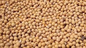 Organic soybean seeds, for Cooking, Flour, Packaging Type : Plastic Bags, Pp Bags