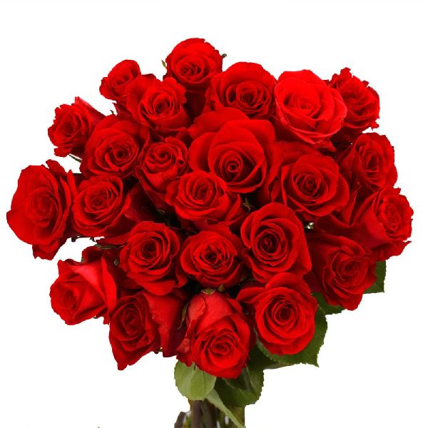 Organic Fresh Red Rose, for Cosmetics, Decoration, Packaging Type : Paper Box