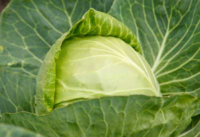 Natural Cabbage, Packaging Type : 20Kg, 50Kg, 10Kg