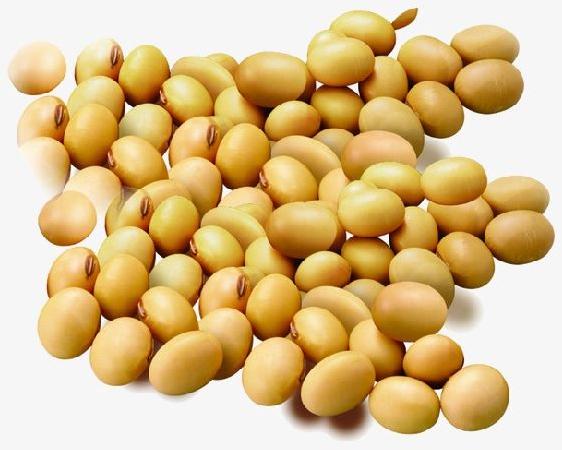 Soy Beans