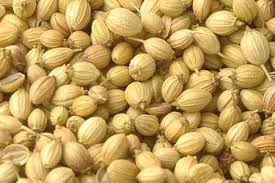 Common coriander seeds, for Agriculture, Cooking, Food