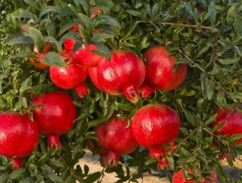 Common pomegranate, Packaging Size : 10-20kg, 20-25kg, 5-10kg