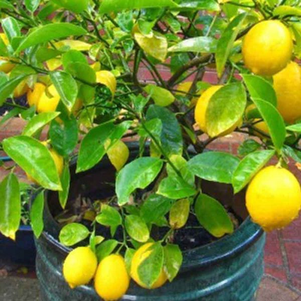 Organic Kagzi Lemon Plant, Taste : Sour