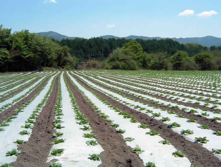 WHITE BLACK MULCH FILMS