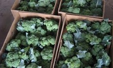 BUYERS BRAND Fresh Broccoli, Certification : APEDA