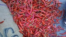 ALMIGHTY Dry Red Chillies