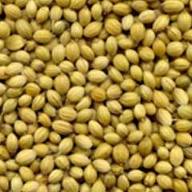 Coriander Seed