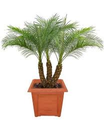 Date Palm Plants