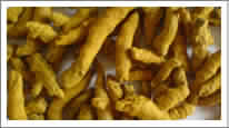 Turmeric