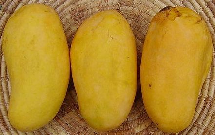 Organic Fresh Chaunsa Mango, Packaging Size : 50-500 kg