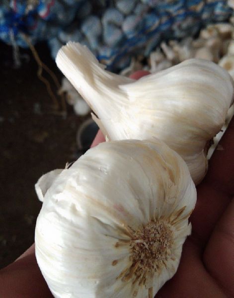 Fresh Organic Garlic