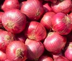 Onion, Style : Fresh