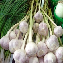 2017 indian fresh normal white garlic