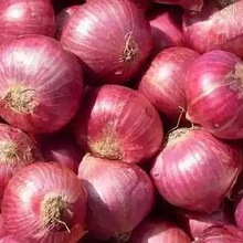 Nashik Common Fresh Onion, Shape : Round