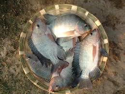 Grey Fresh Monosex Tilapia Fish, for Restaurant, Hotel, Packaging Type : Plastic Crates