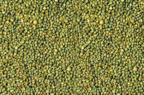 Organic Green Millet Seeds, for Cattle Feed, Style : Natural