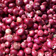 Maya Exports Common Natural Fresh Red Onion, Certification : APEDA
