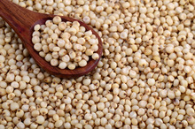 Common sorghum, Certification : APEDA