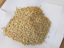 NDT Barley, Style : Dried