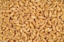 NDT Common wheat