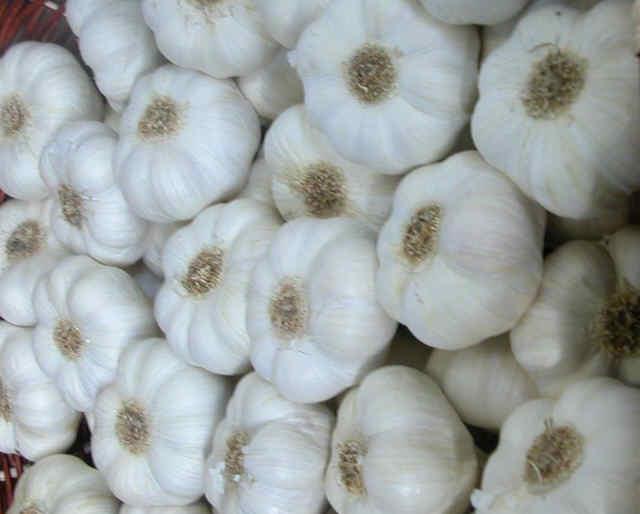 Fenduni garlic