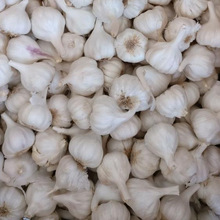 Common fresh dry white garlic