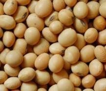 Brazil Soybean Seeds