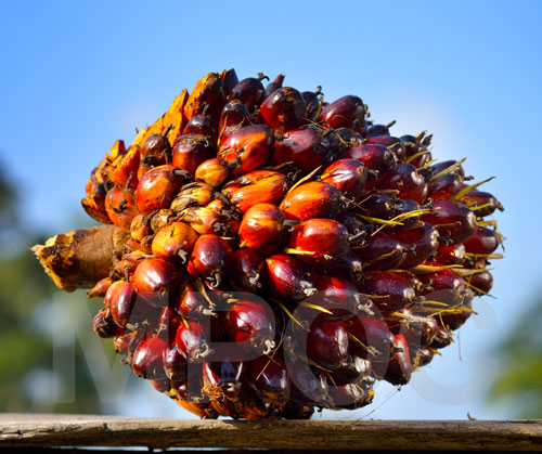 Malaysian Palm oil
