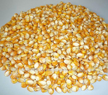 Customize Common yellow maize