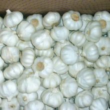 Indian Garlic, Certification : ISO