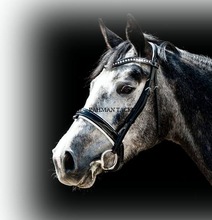 Leather Bridle