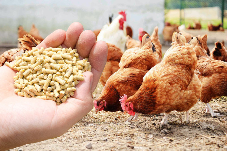 poultry-chicken-feed-by-durga-trade-logistics-solution-poultry