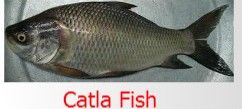 Catla Fish