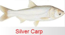 silver carp fish