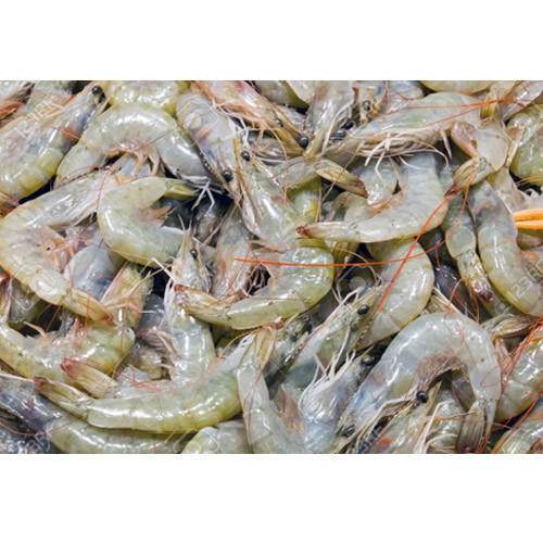 White Vannamei Shrimp, Packaging Type : Plastic Pack Thermocol