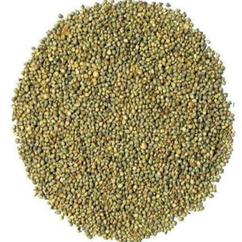Common green millet