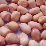 ground nut