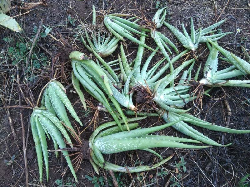 Aloe Vera Baby Plant