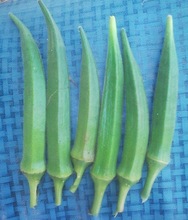 Fresh Okra, Color : Natural Green
