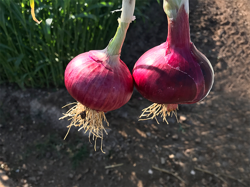 Common Podisu Onion, Style : Fresh