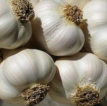 Garlic, Style : Fresh