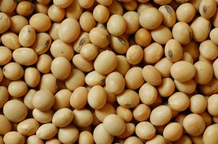 Non Gmo Soybean Seed