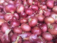 Common Fresh Indian Big Onion