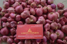 LE Indian Shallots, Certification : APEDA