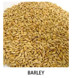 Barley, Color : Green