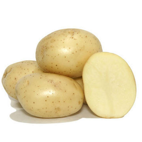 Organic Fresh Badshah Potato, for Cooking, Feature : Early Maturing, Floury Texture