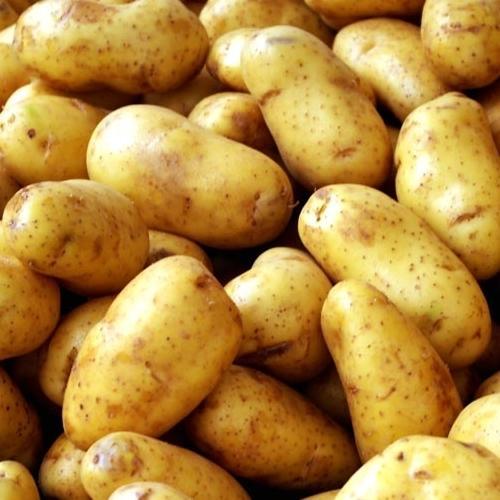 Organic Fresh Big Potato, for Cooking, Feature : Early Maturing, Floury Texture